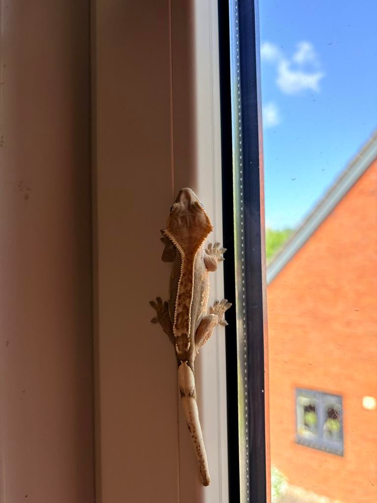 Wimpergekko, Hagedis, 0 tot 2 jaar