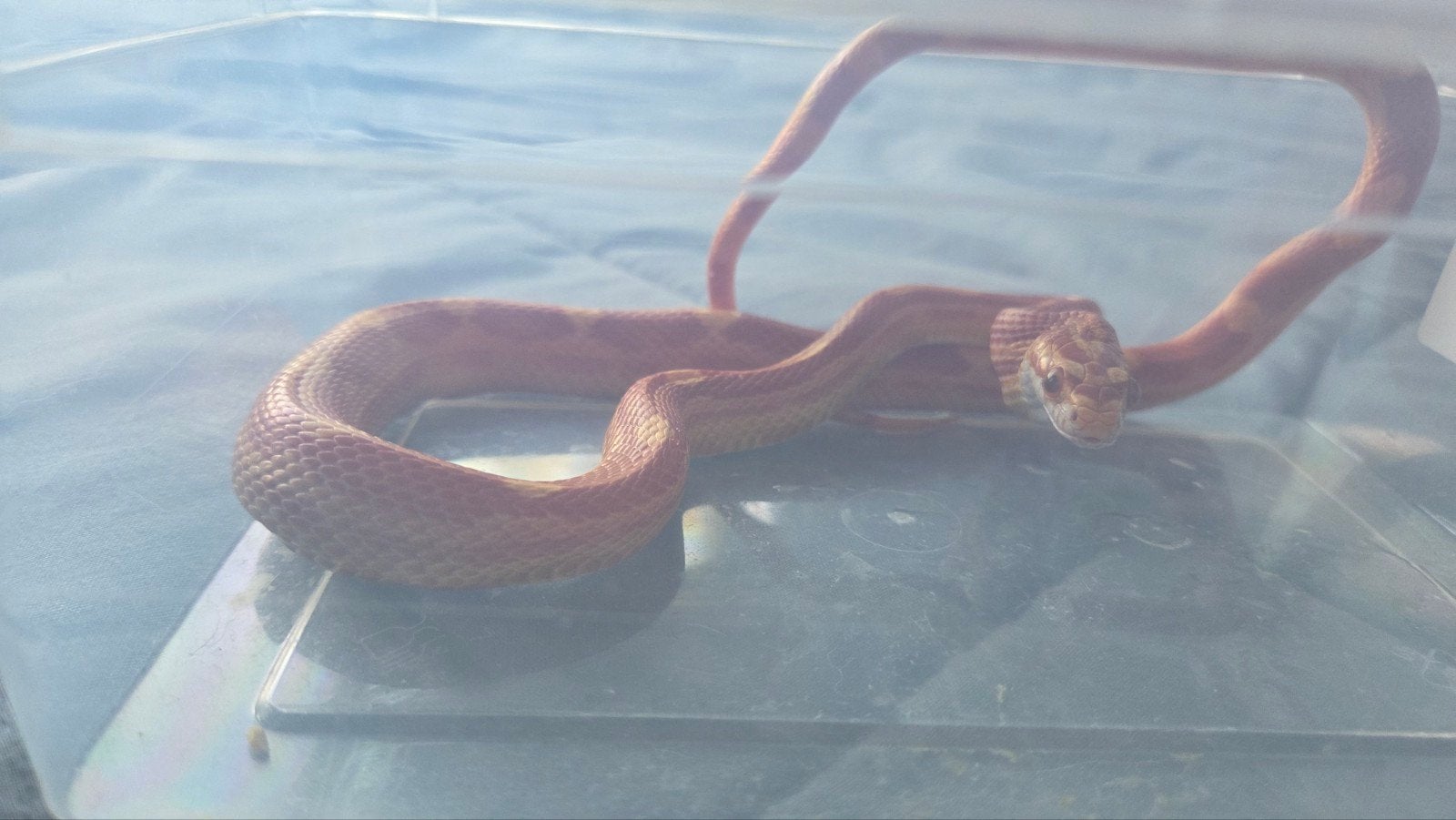 mooie jonge rattenslang /korenslang  2025 Corn Snake photo 5