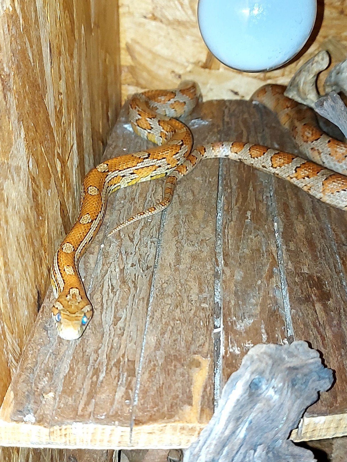 Rode Korenslang Corn Snake photo 4