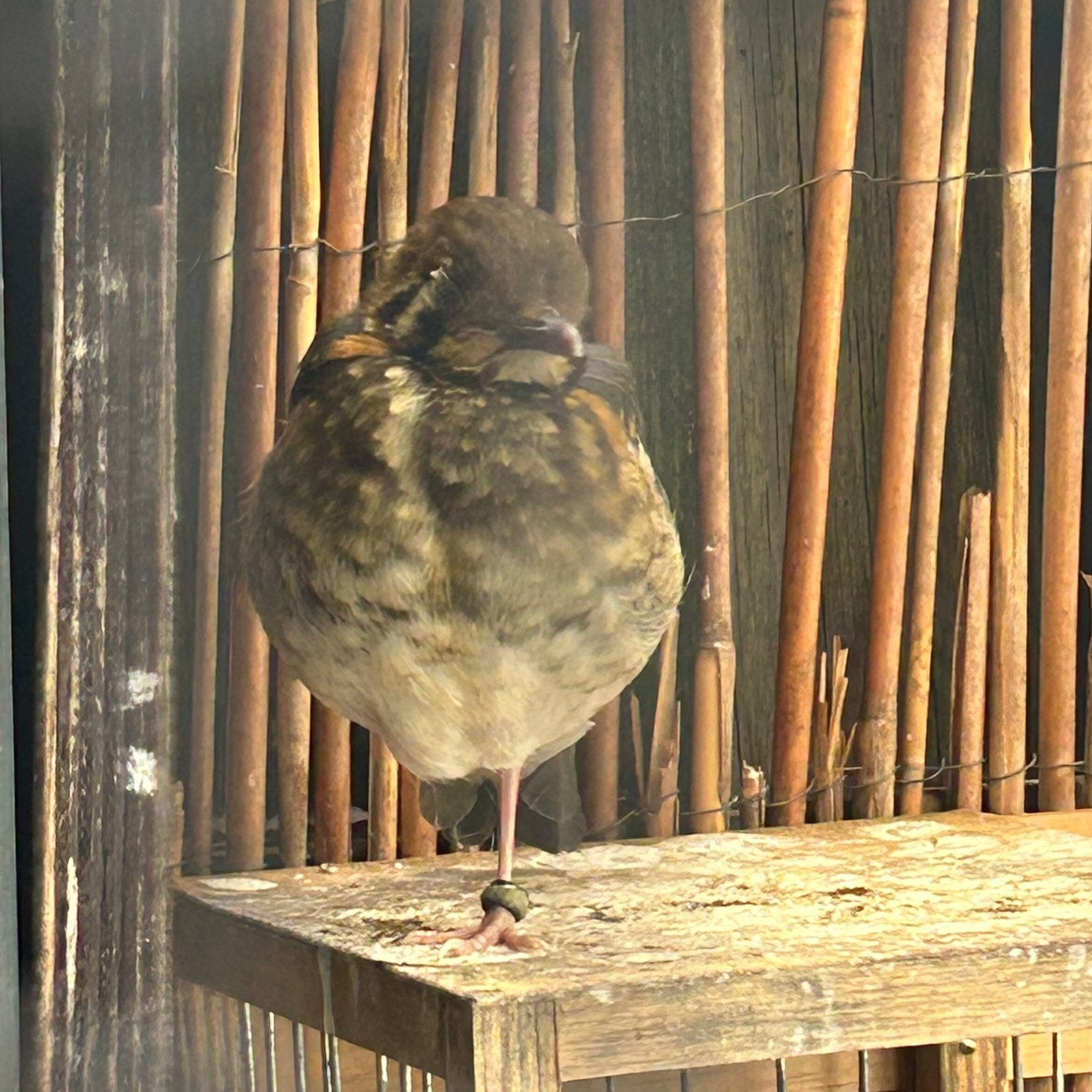 Damalijster pop 2026 eigen kweek . Correct geringd, Dieren en Toebehoren, Vogels | Overige Vogels, Meerdere dieren, Wildzangvogel