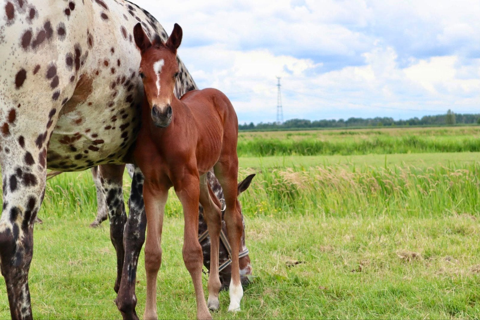 Super luxe  merrie veulen, Dieren en Toebehoren, Paarden, Merrie, Minder dan 160 cm, Met stamboom, Dressuurpaard