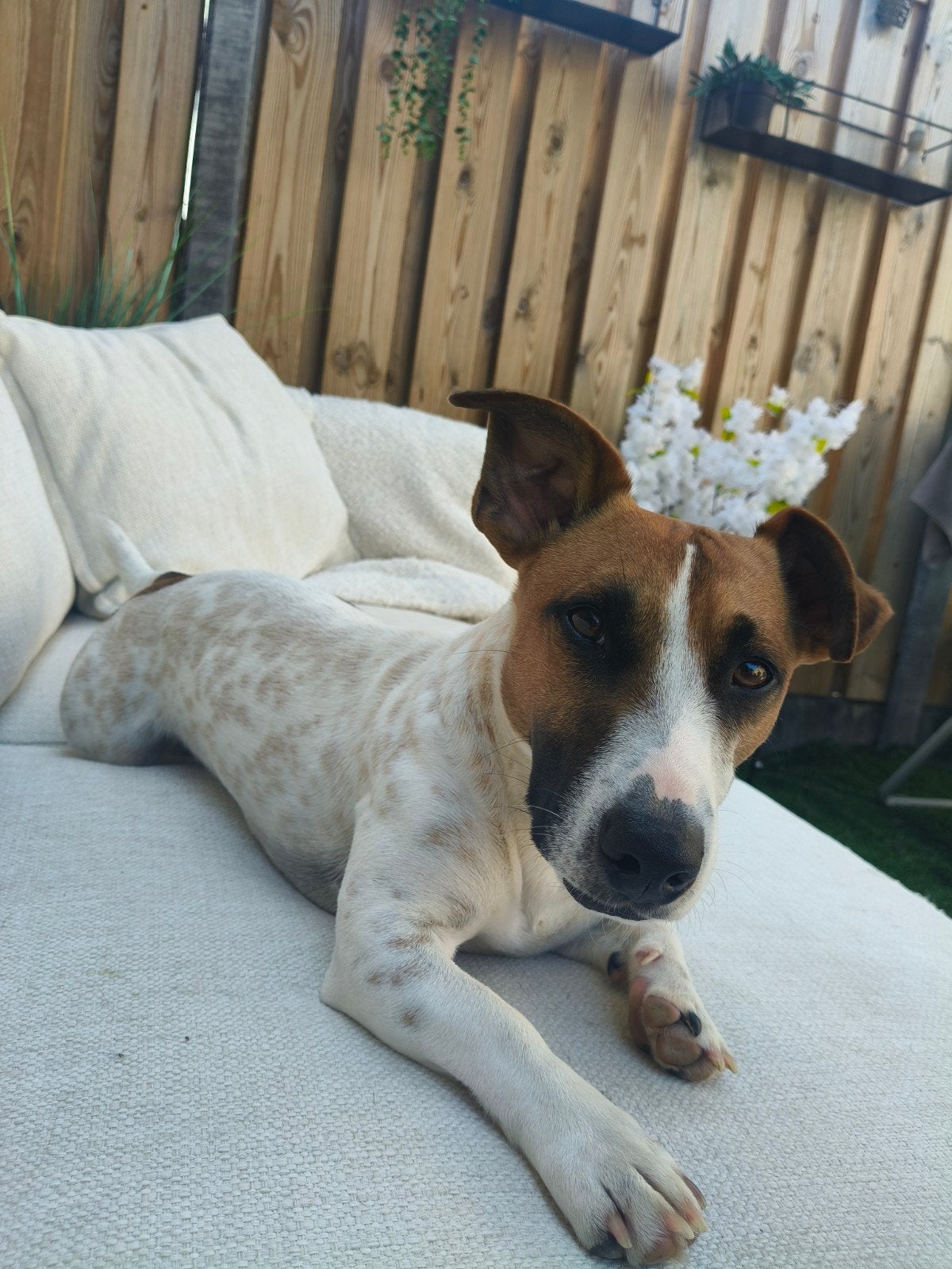 Jack-kee Jack Russel X keeshondje (klein), Jack Russell Terriër, Meerdere, Meerdere dieren, 3 tot 5 jaar
