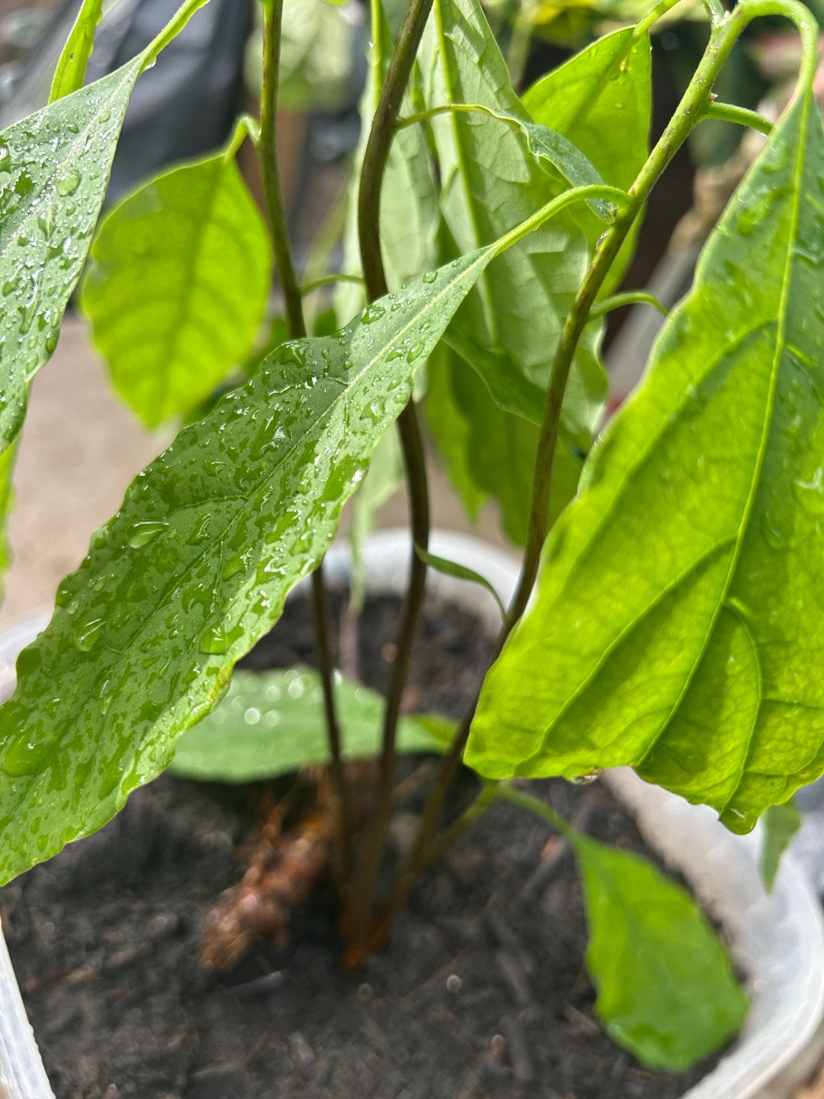Jonge Avocado Plant - Vers en Levendig, Ophalen, Vaste plant, Bloeit niet, Halfschaduw