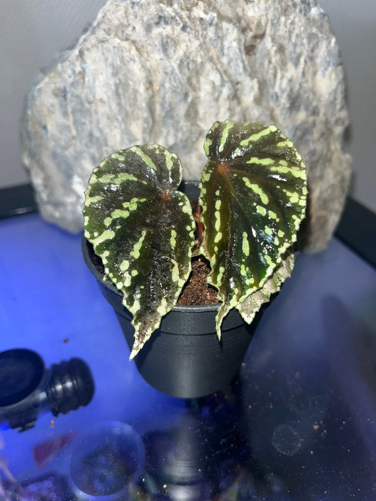 Begonia Madaiensis Kiew, Overige soorten, In pot, Minder dan 100 cm, Bloeiende kamerplant