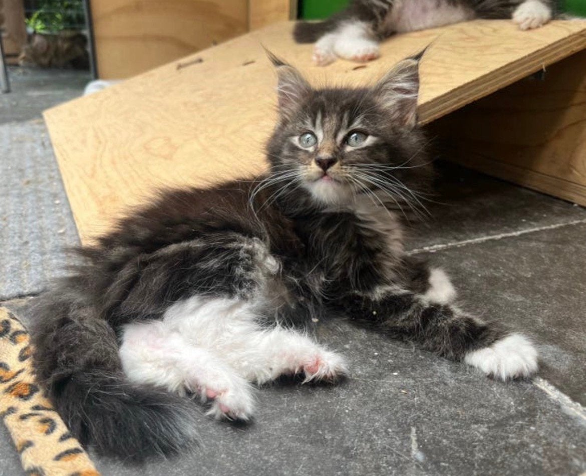 Maine Coon kittens - mogen verhuizen, Meerdere dieren, Gechipt