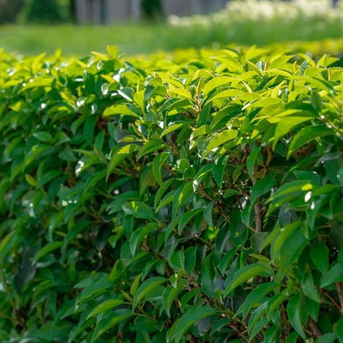 ACTIE!!! Prunus lusitanica 'Angustifolia' 120/140 €17,50, Overige soorten, Volle zon, Vaste plant, Ophalen of Verzenden
