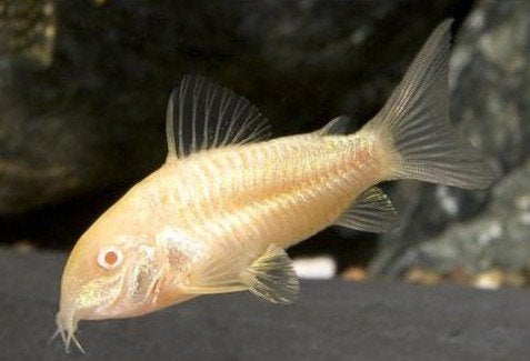 Corydora Albino - Koidream Valburg
