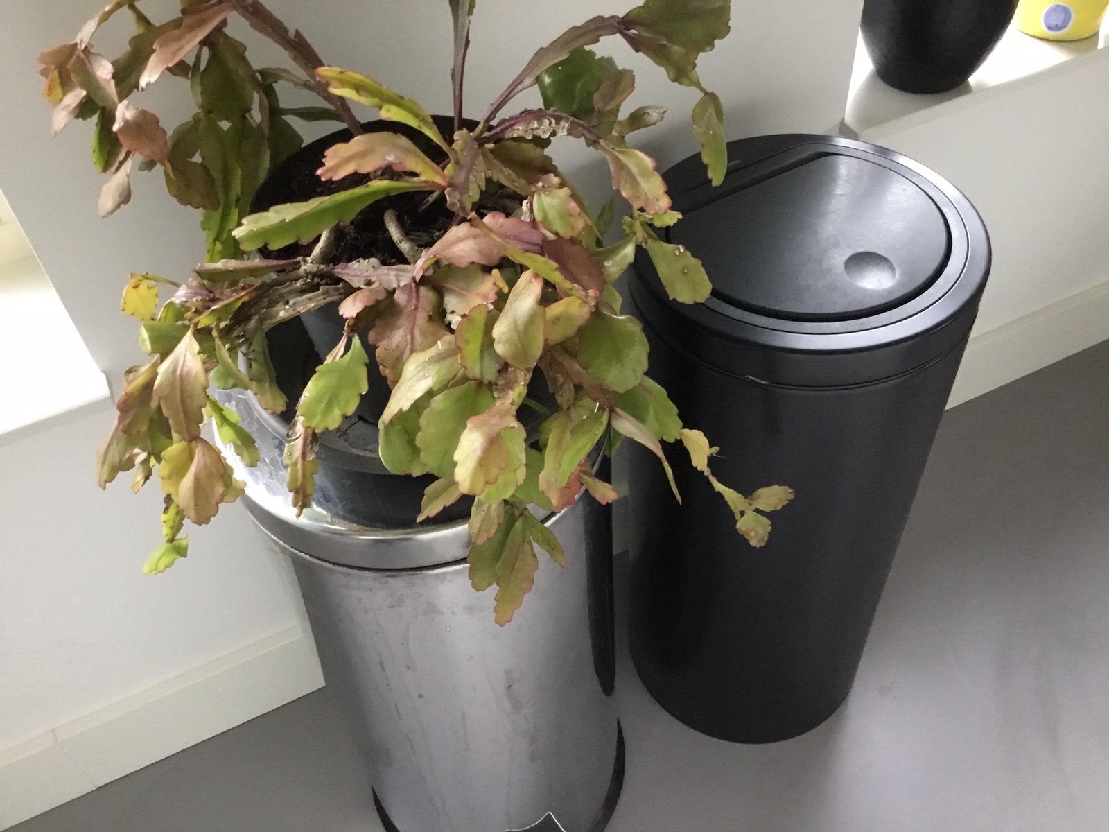 Epiphyllum beavertail, grote plant, Ophalen, Halfschaduw, In pot, Minder dan 100 cm