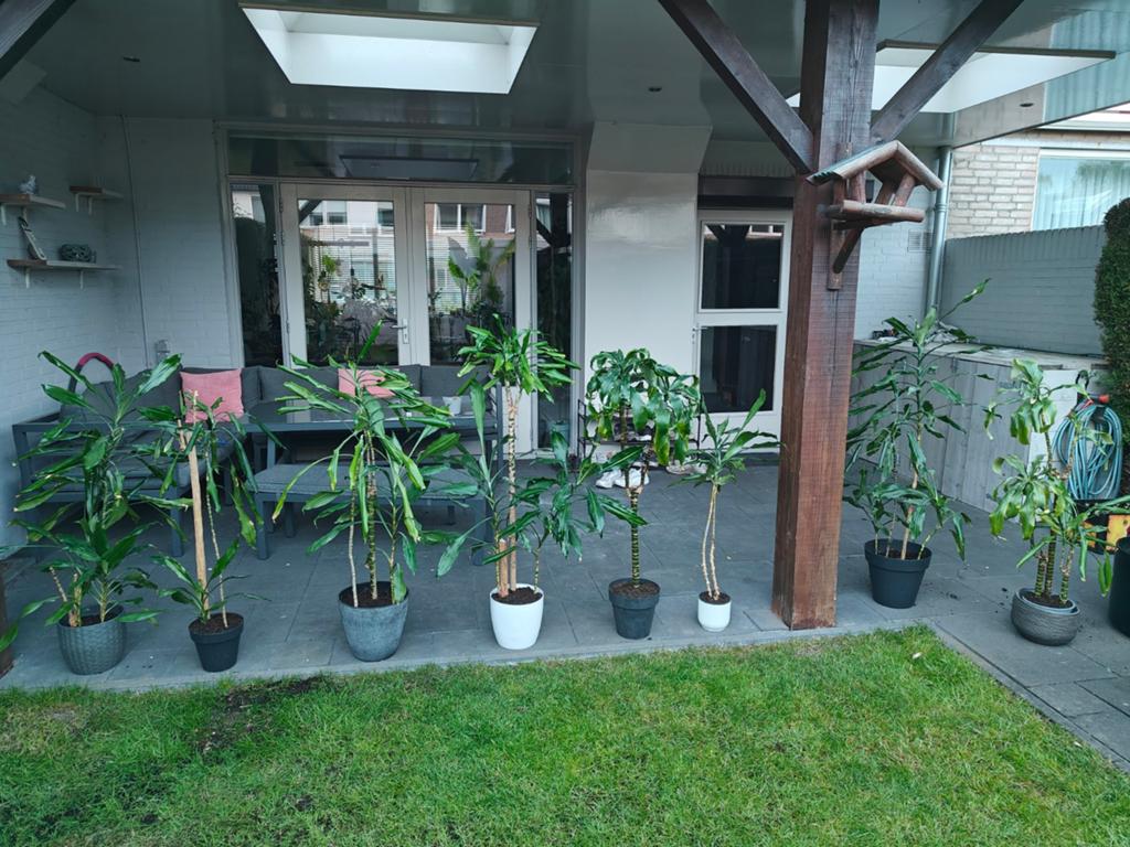 Verschillende Dracaena's, Huis en Inrichting, Ophalen of Verzenden, Halfschaduw, Minder dan 100 cm