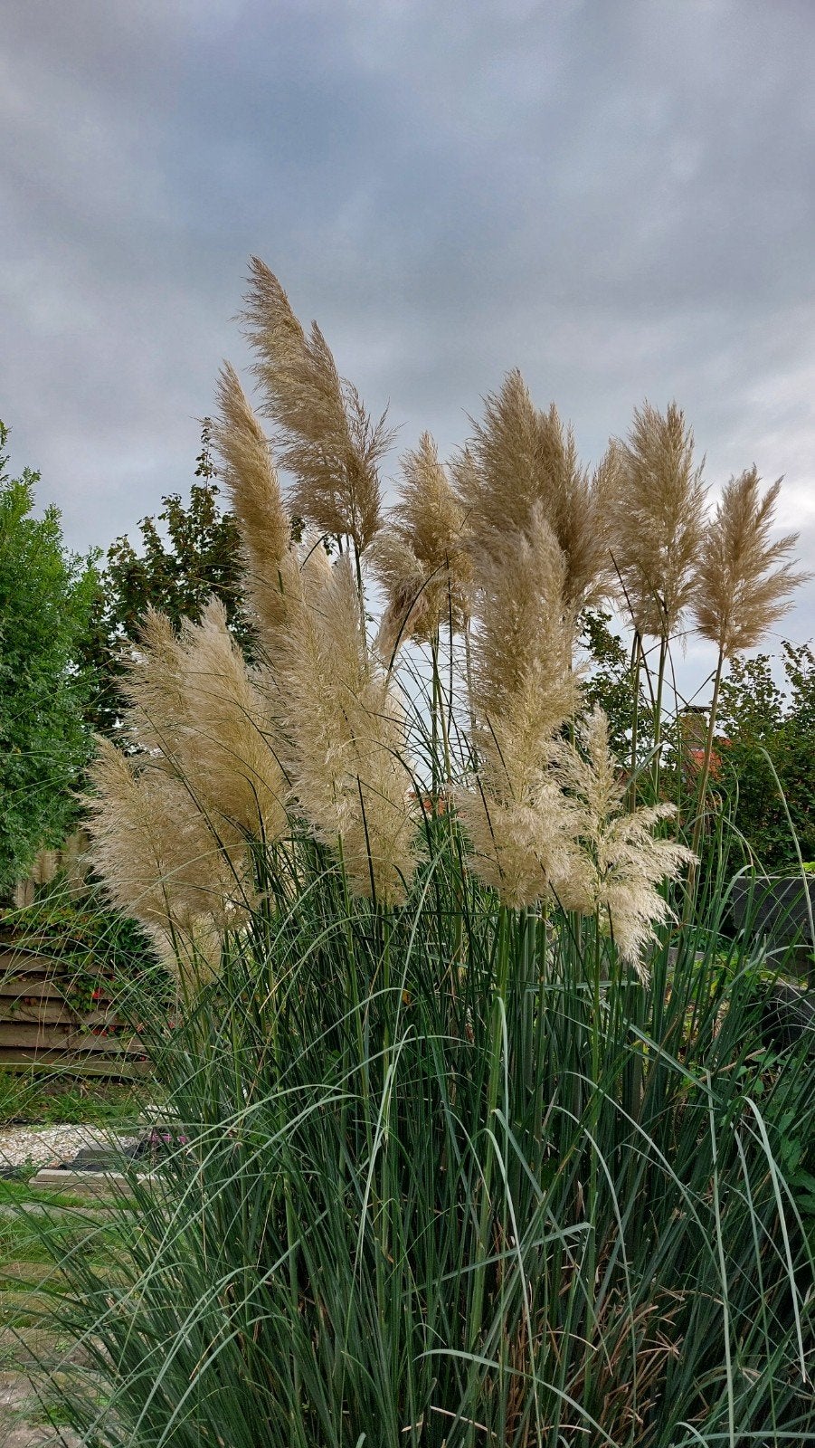 30 pampas pluimen 1.50 tot 2.50mtr, Ophalen of Verzenden