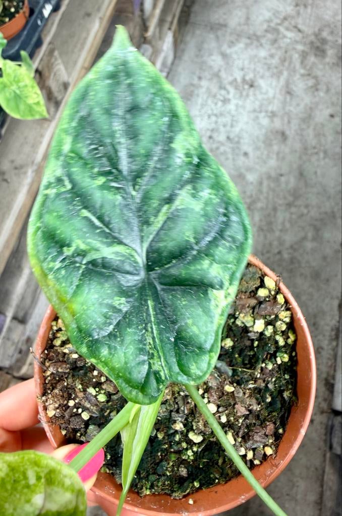Alocasia Dragon Scale Stardust p12, Huis en Inrichting, Kamerplanten, Ophalen of Verzenden
