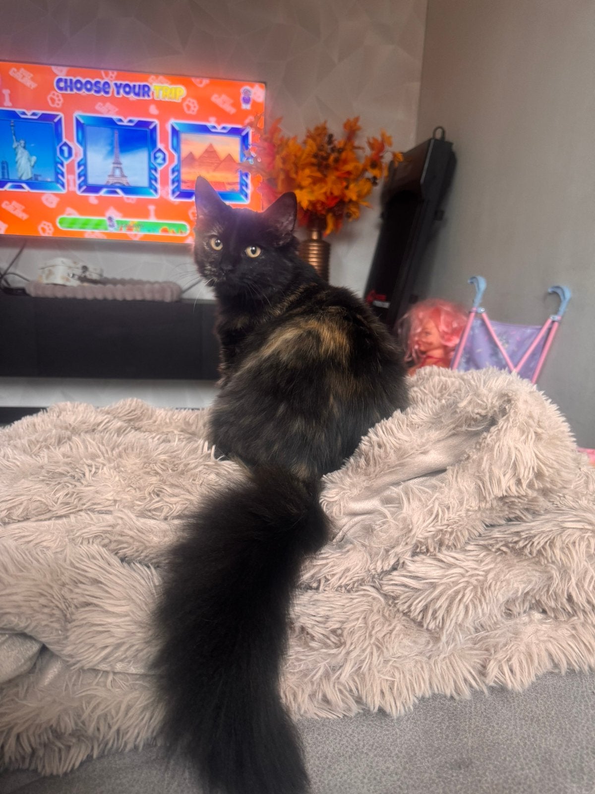 Ragdoll x Maincoon Poesje, Poes, Ontwormd, 0 tot 2 jaar