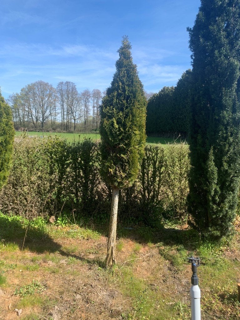 Coniferen op stam en ander plantgoed(Zie foto's), Tuin en Terras, Ophalen, Conifeer, Struik, 100 tot 250 cm