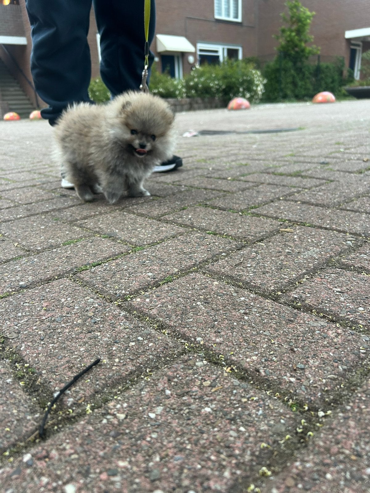 Bear face mini pomeranian, Dieren en Toebehoren, Honden | Poolhonden, Keeshonden en Oertypen, Keeshond, HCC (leverziekte), 8 tot 15 weken