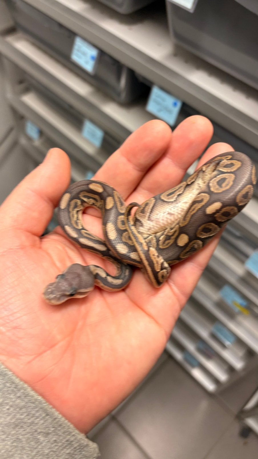 Cinnamon hypo ball python, Dieren en Toebehoren, Slang, 0 tot 2 jaar