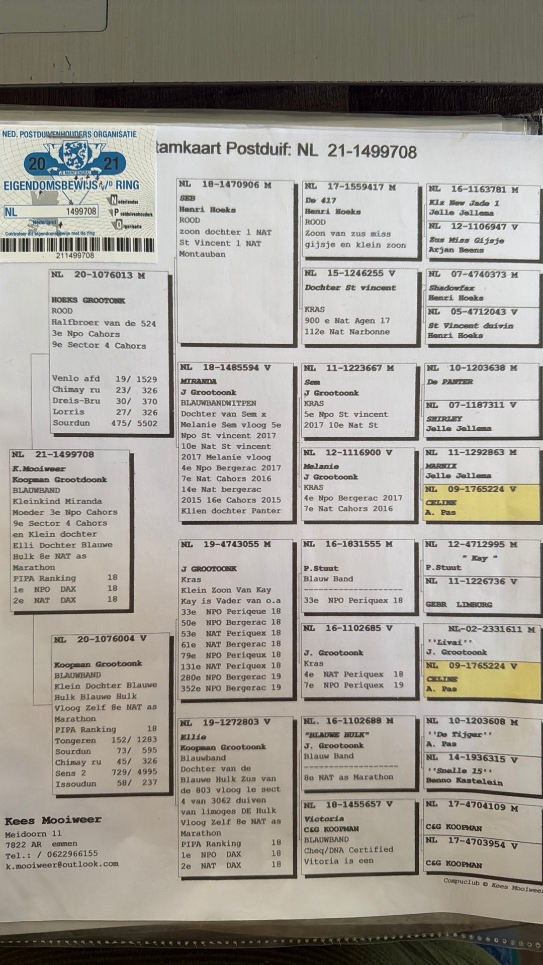 Tekoop, Geslacht onbekend, Postduif