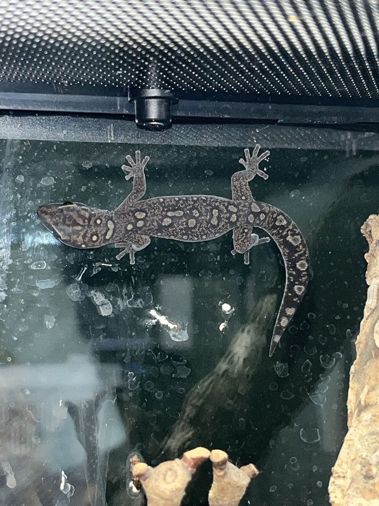 oedura monilus 1.0.X., Hagedis, 0 tot 2 jaar