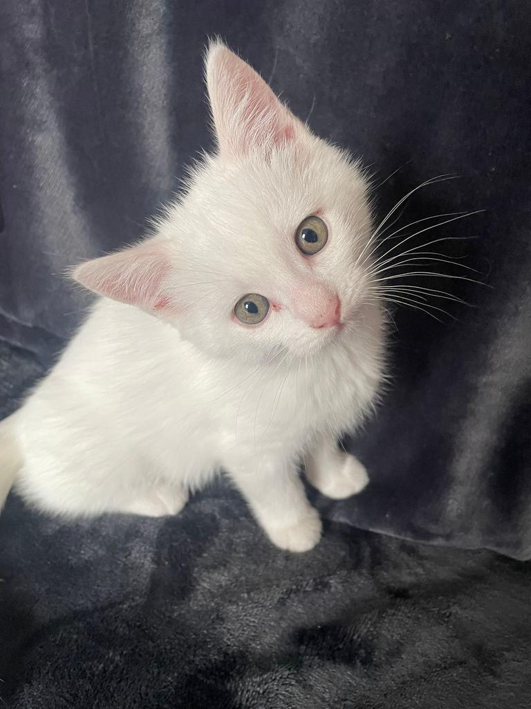 RagdollxPerzische Angora kitten🐾(NOG 1 BESCHIKBAAR), Dieren en Toebehoren, Katten en Kittens | Raskatten | Langhaar, Geslacht onbekend