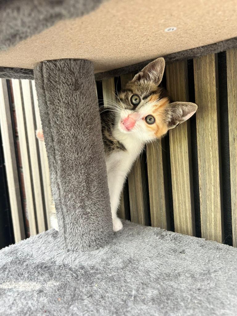 Kittens, Poes, Kortharig, 0 tot 2 jaar