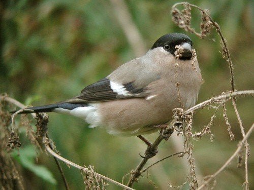 Noorse Goudvink pop gevraagd, Dieren en Toebehoren, Vrouwelijk, Wildzangvogel