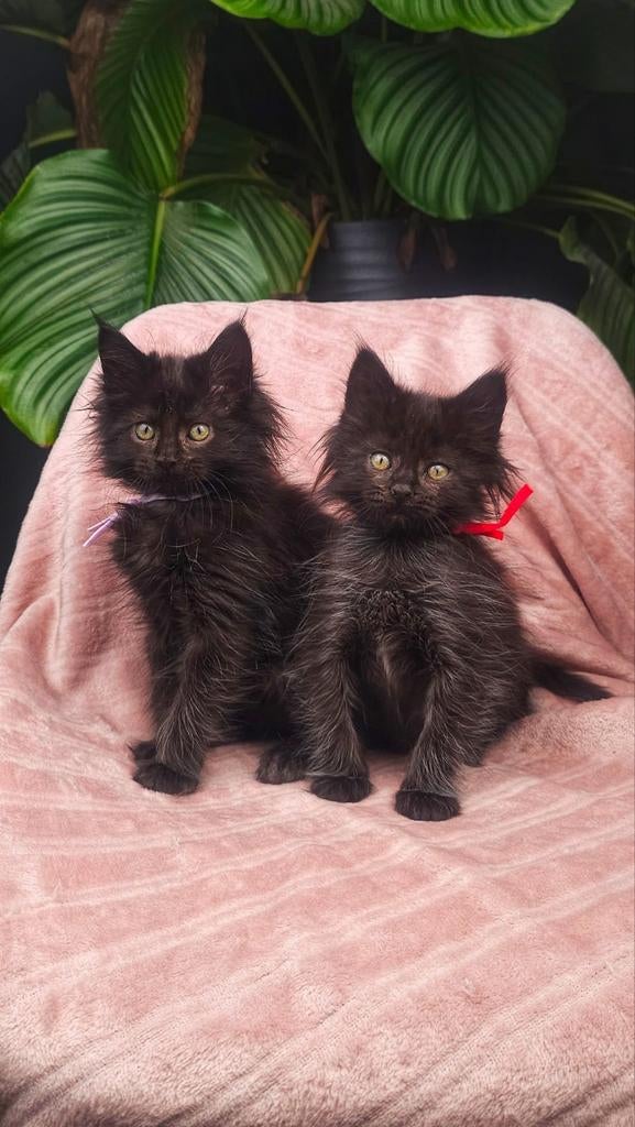 Mainecoon / Maine coon kittens, Dieren en Toebehoren, Poes, Gechipt