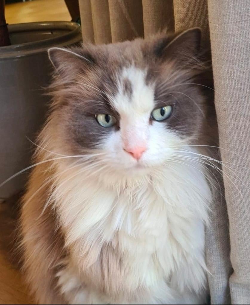 !!Vermist!! Bobby uit Amersfoort, Kater, Gechipt