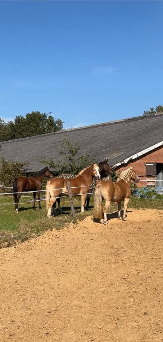 Verzorger gezocht/verzorgpaarden aangeboden, Dieren en Toebehoren, Ophalen of Verzenden