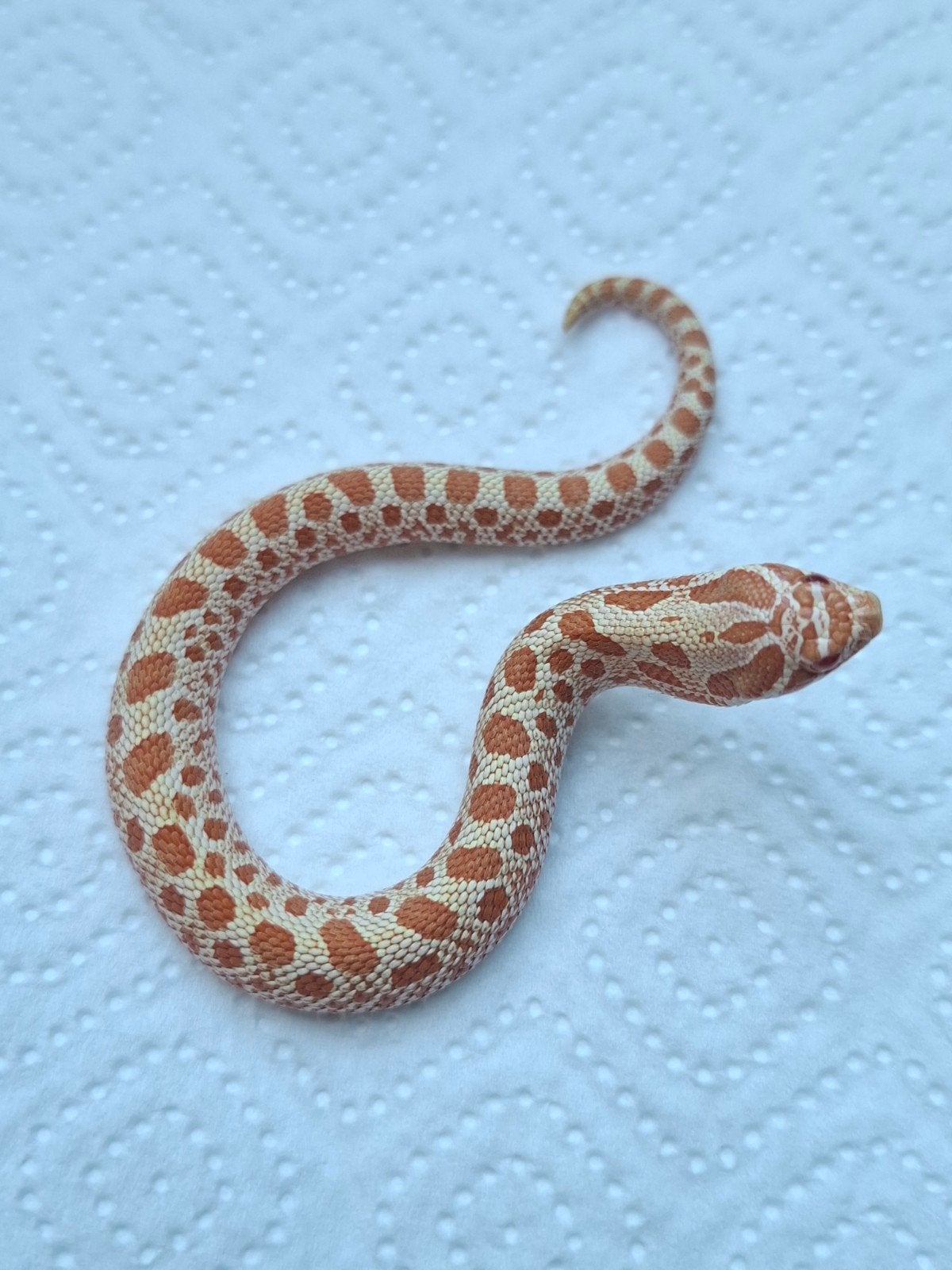 albino conda haakneus Hognose Snake photo 2