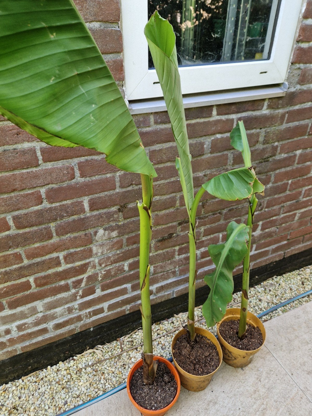 Bananenplanten (Musa Basjoo) - 4 stuks, Volle zon, Vaste plant, Zomer, Ophalen