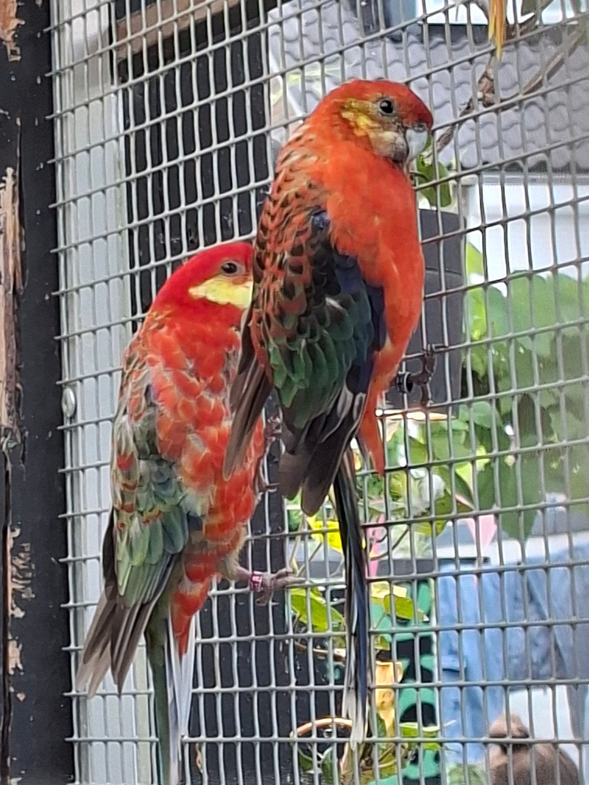 stanley rosella