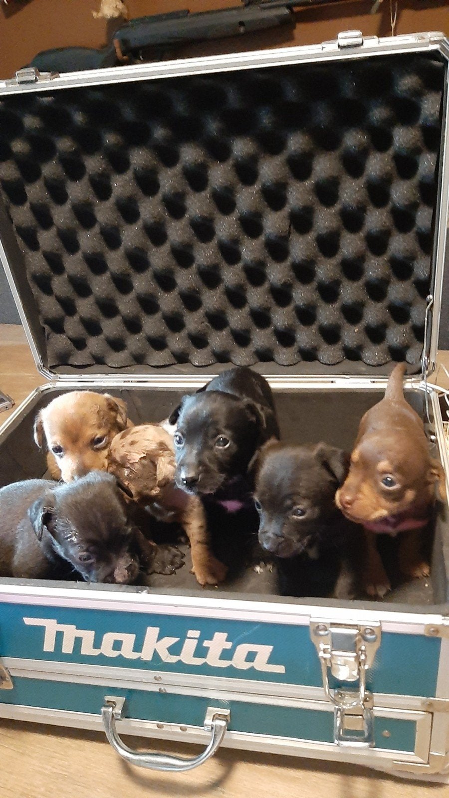 prachtig mooie kortharige jack russel pups laagbenig, Parvo, Jack Russell Terriër, 8 tot 15 weken, Meerdere