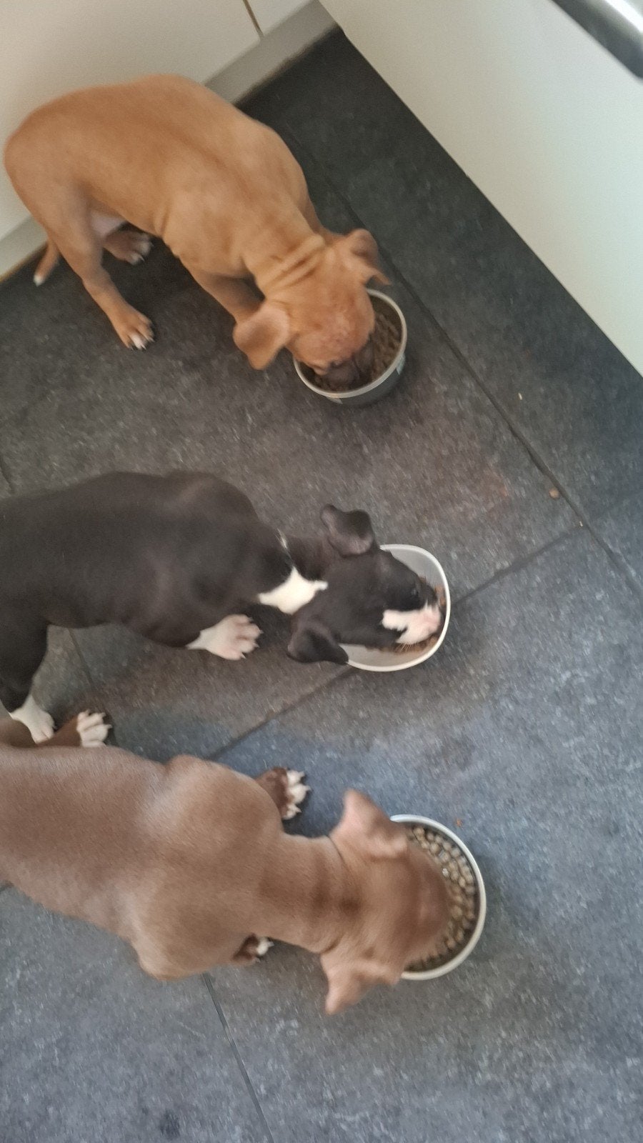 3 puppies red nose, bully XXL, Stafford blend, per stuk, Dieren en Toebehoren, Overige rassen, 8 tot 15 weken, Meerdere, Meerdere dieren
