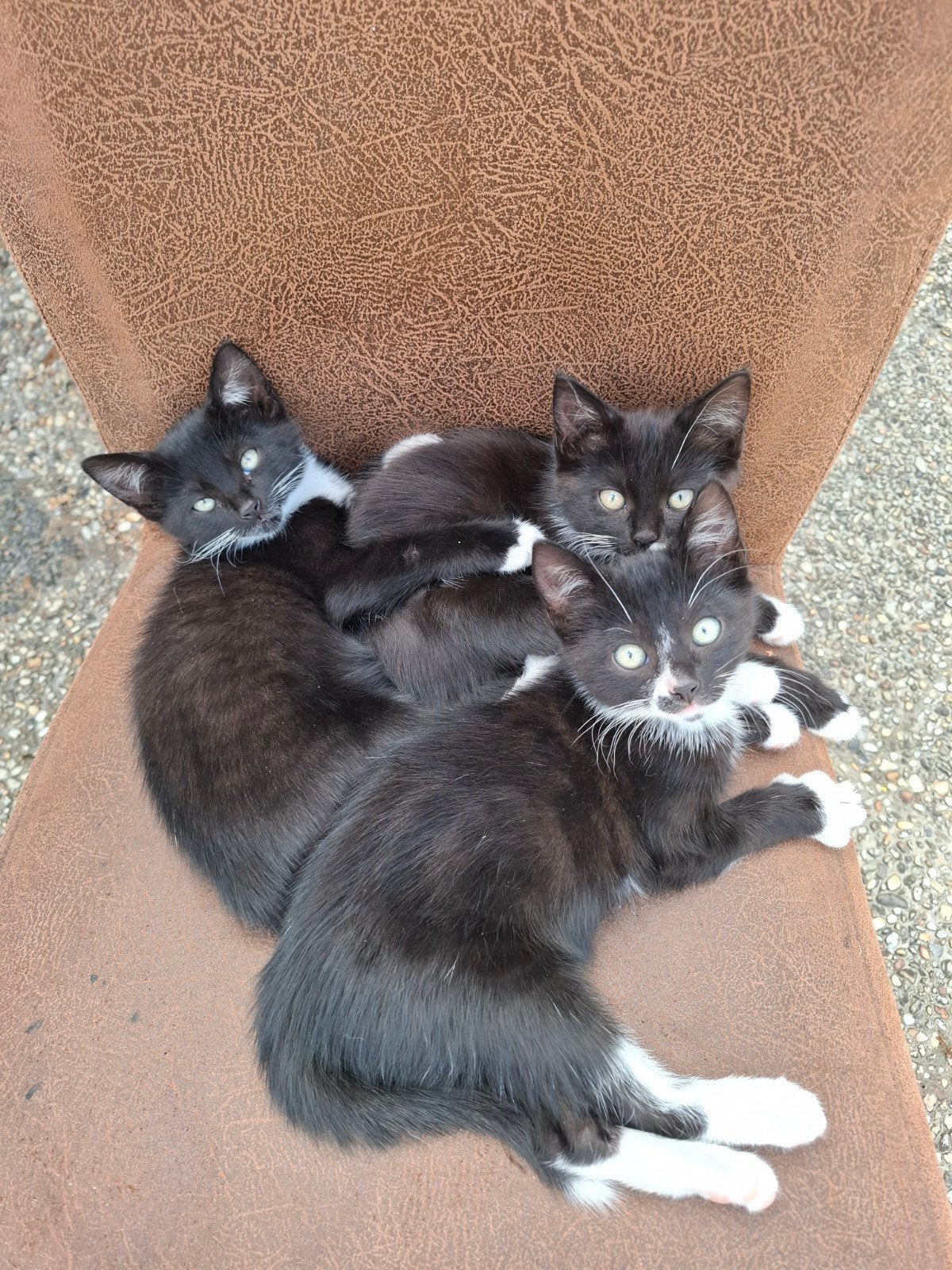 3 mooie kittens, kater en 2 poesjes, Meerdere dieren