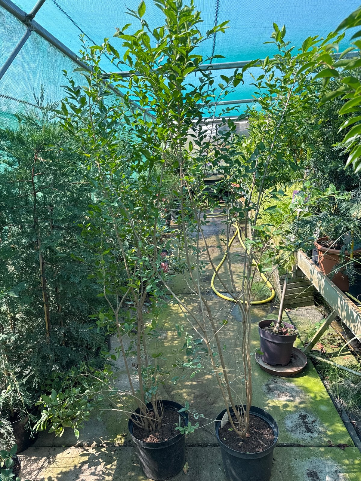 Liguster Ovalifolium 175/200 cm in 10L pot, Ophalen