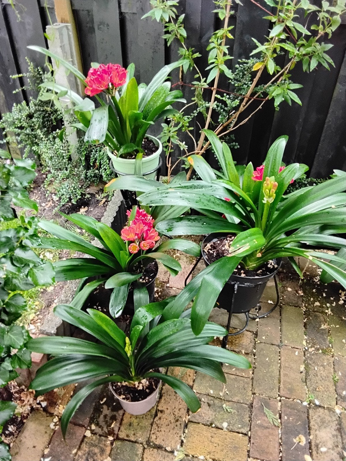 clivia planten, Ophalen, Halfschaduw, Minder dan 100 cm