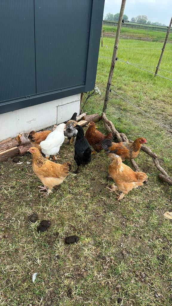 Wyandotte x Brahma kippen te koop, Dieren en Toebehoren, Meerdere dieren, Kip