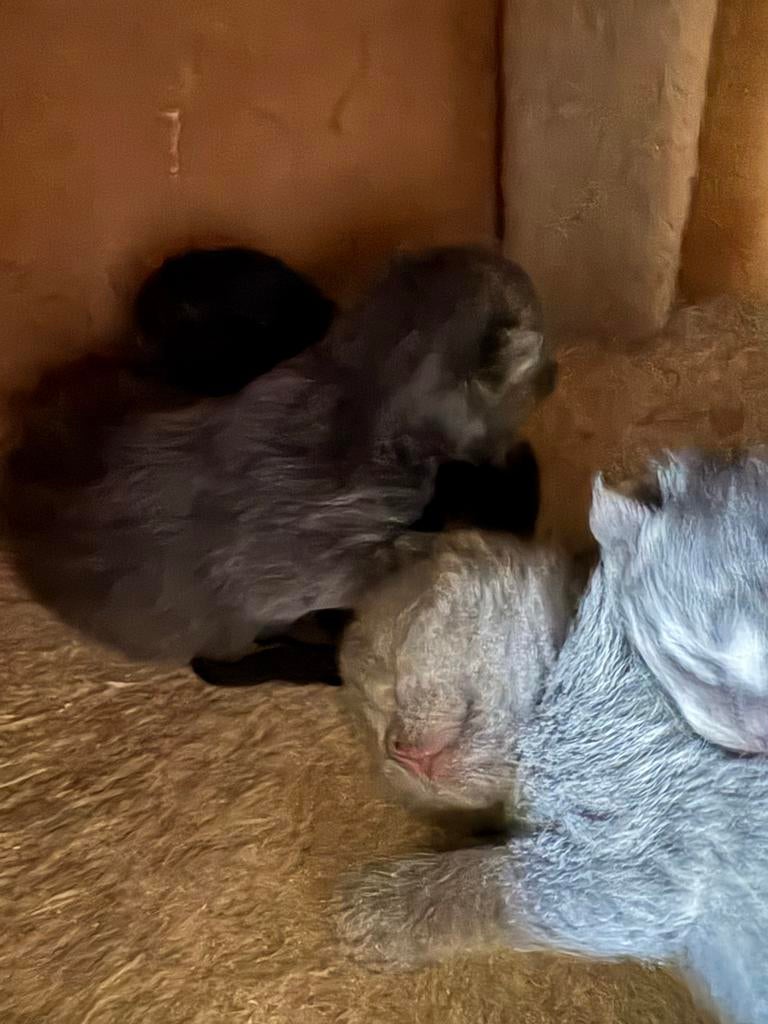 Britse korthaar kittens, Dieren en Toebehoren, Meerdere dieren, Kortharig, 0 tot 2 jaar