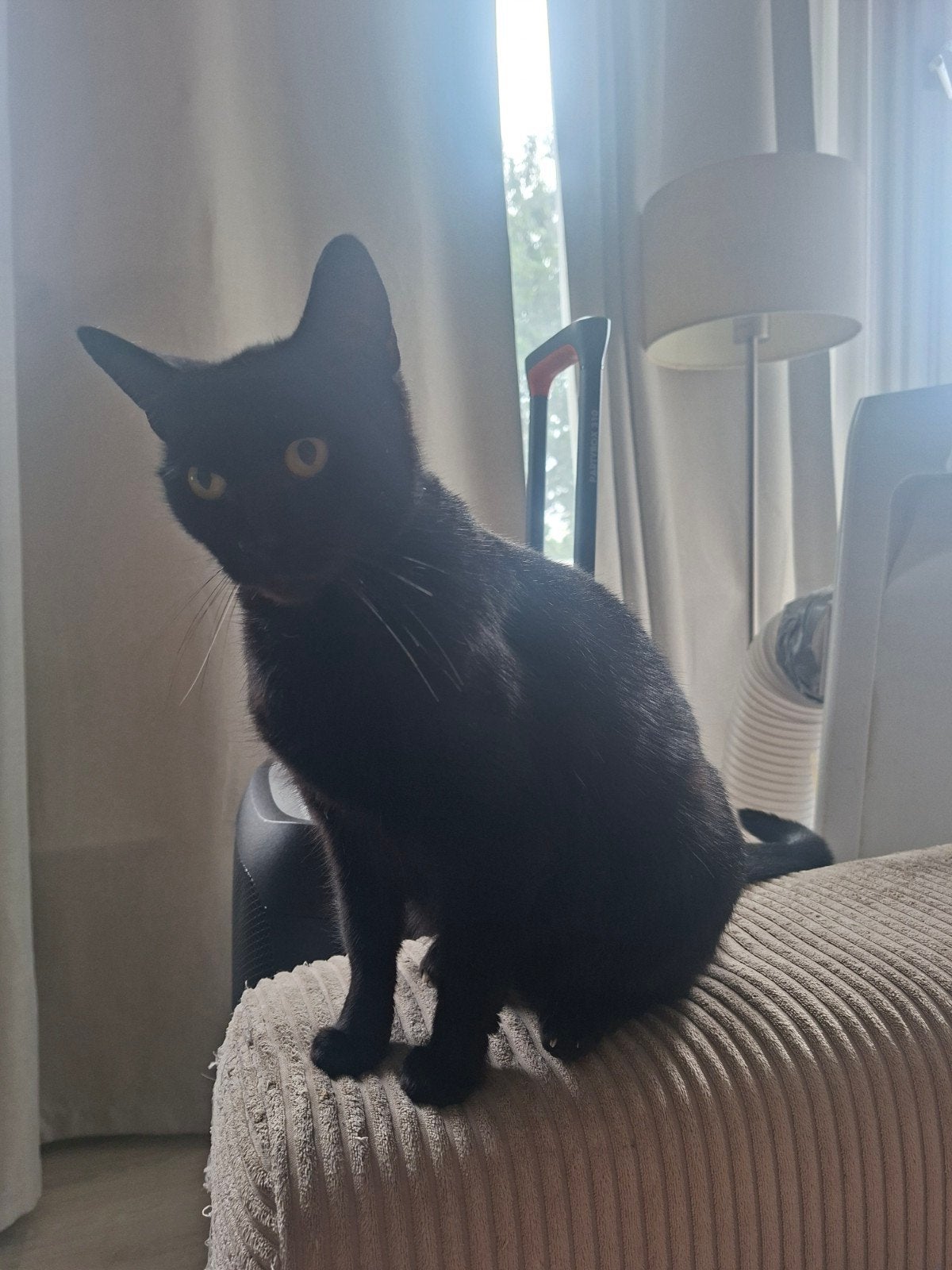 gratis zolang een goede plek, Kater