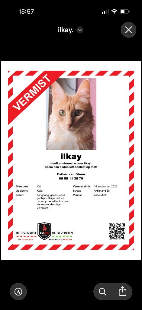 Vermiste kater, Dieren en Toebehoren, Kat