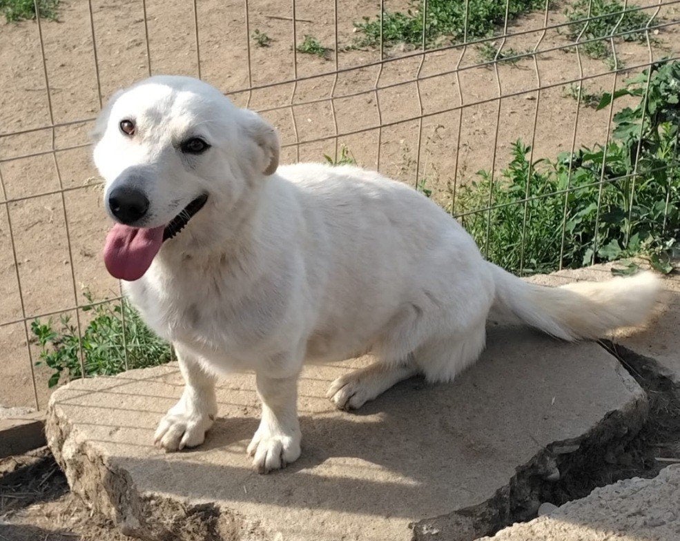 Blanca zoekt baasje, Particulier, Buitenland, Teef, Parvo
