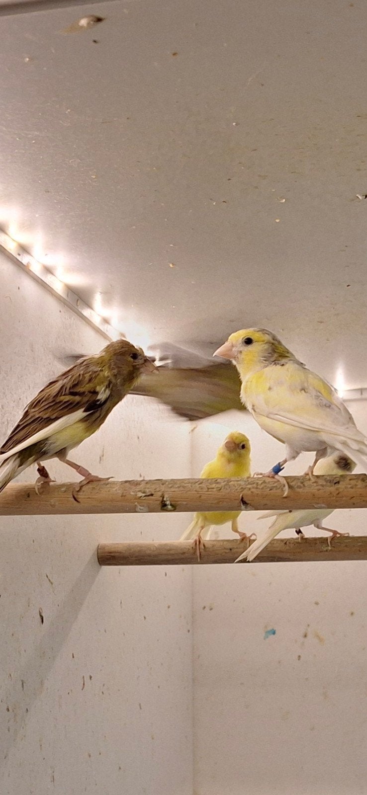 9 Raza espanjol, Dieren en Toebehoren, Meerdere dieren, Kleurkanarie