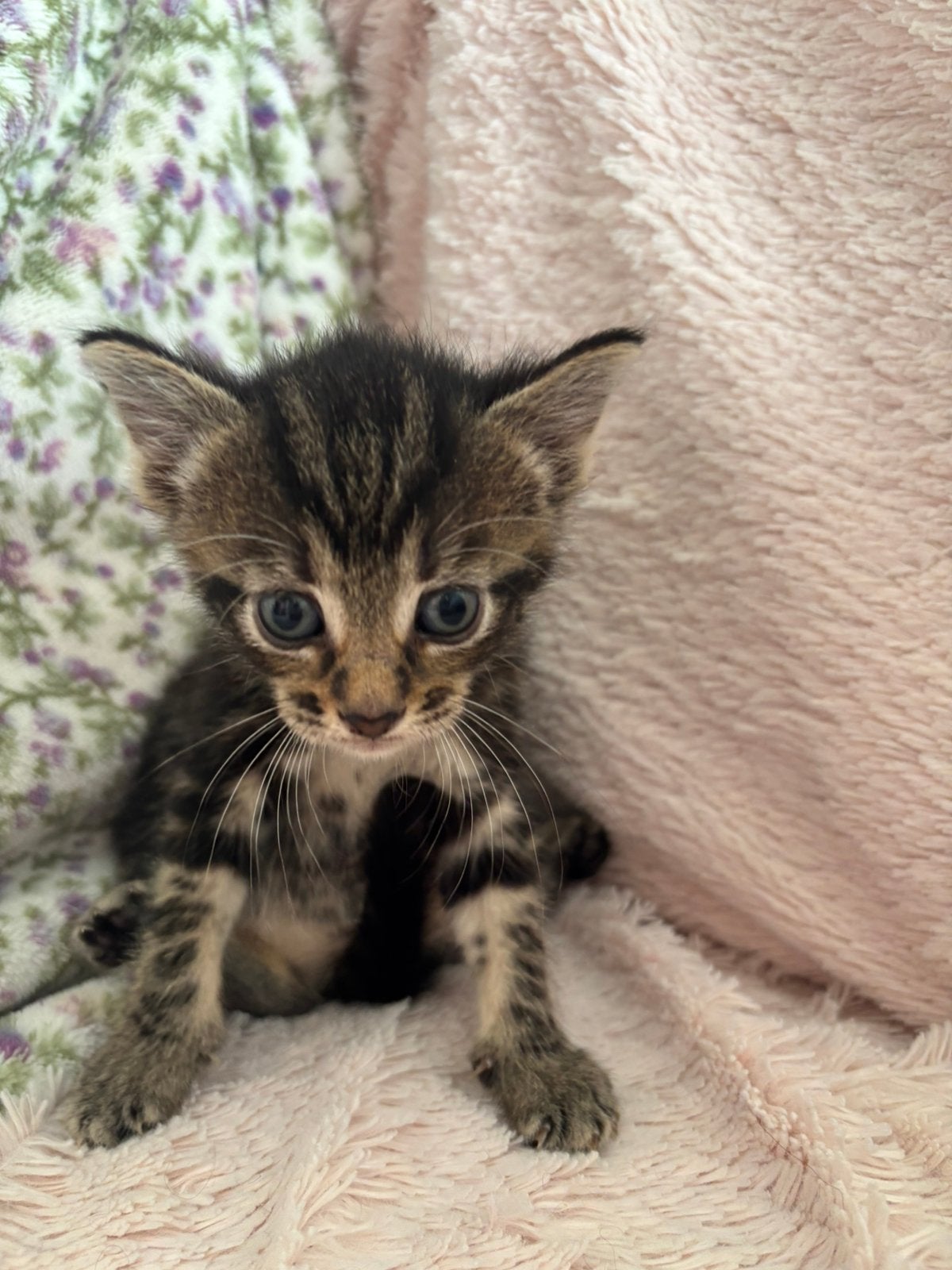 Mooie lieve kittens te koop, Kater, 0 tot 2 jaar
