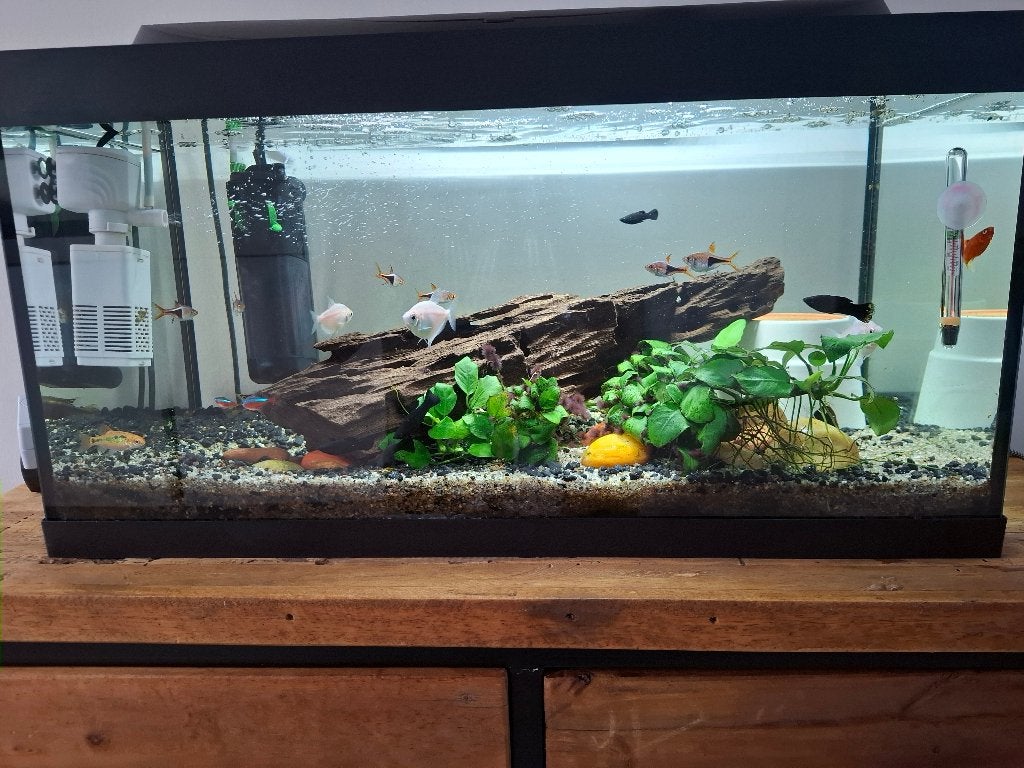Aquarium, Ophalen, Gebruikt, Inclusief vissen, Gevuld zoetwateraquarium