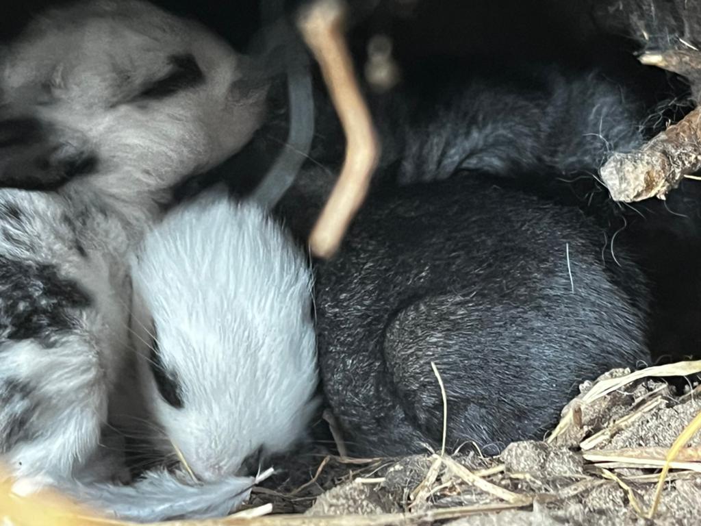 Vlaamse reus jongen te koop, Dieren en Toebehoren, Konijnen, Meerdere dieren, Groot