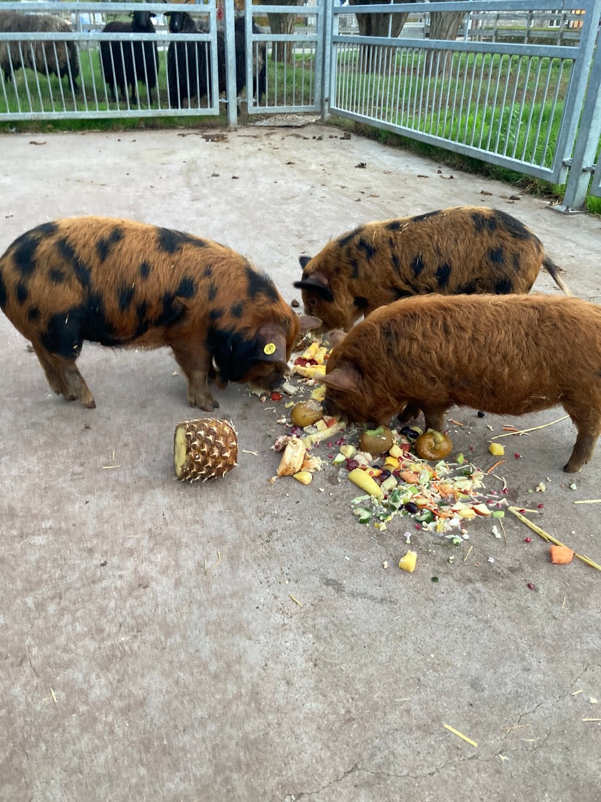 Kune kune borgjes, Mannelijk, Varken, 0 tot 2 jaar