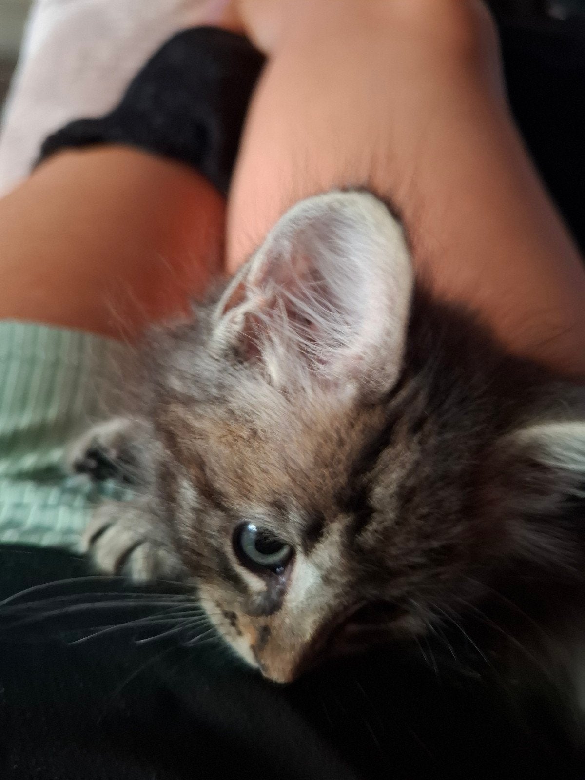 siberische boskat kitten, Poes, Ontwormd, 0 tot 2 jaar