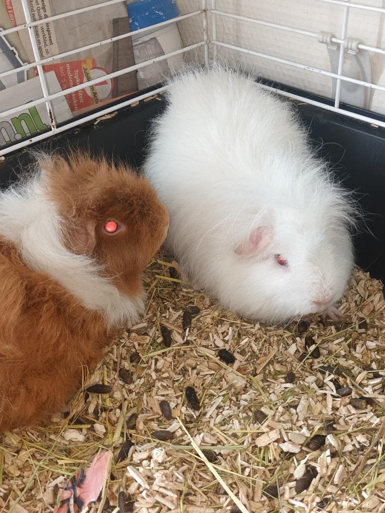 2 cavia's. mannetjes, Cavia, Mannelijk, Juli, Tam