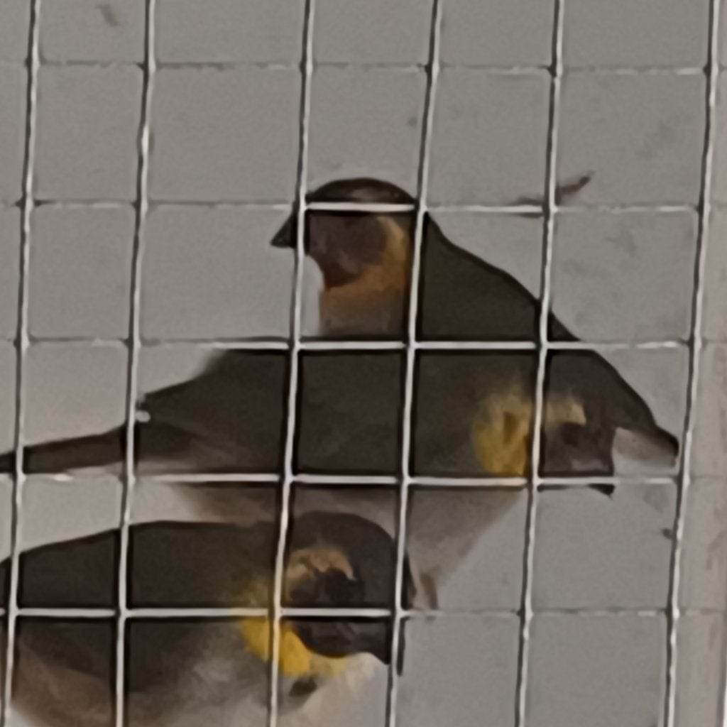 Cubavinken, Dieren en Toebehoren, Meerdere dieren, Tropenvogel, Tam