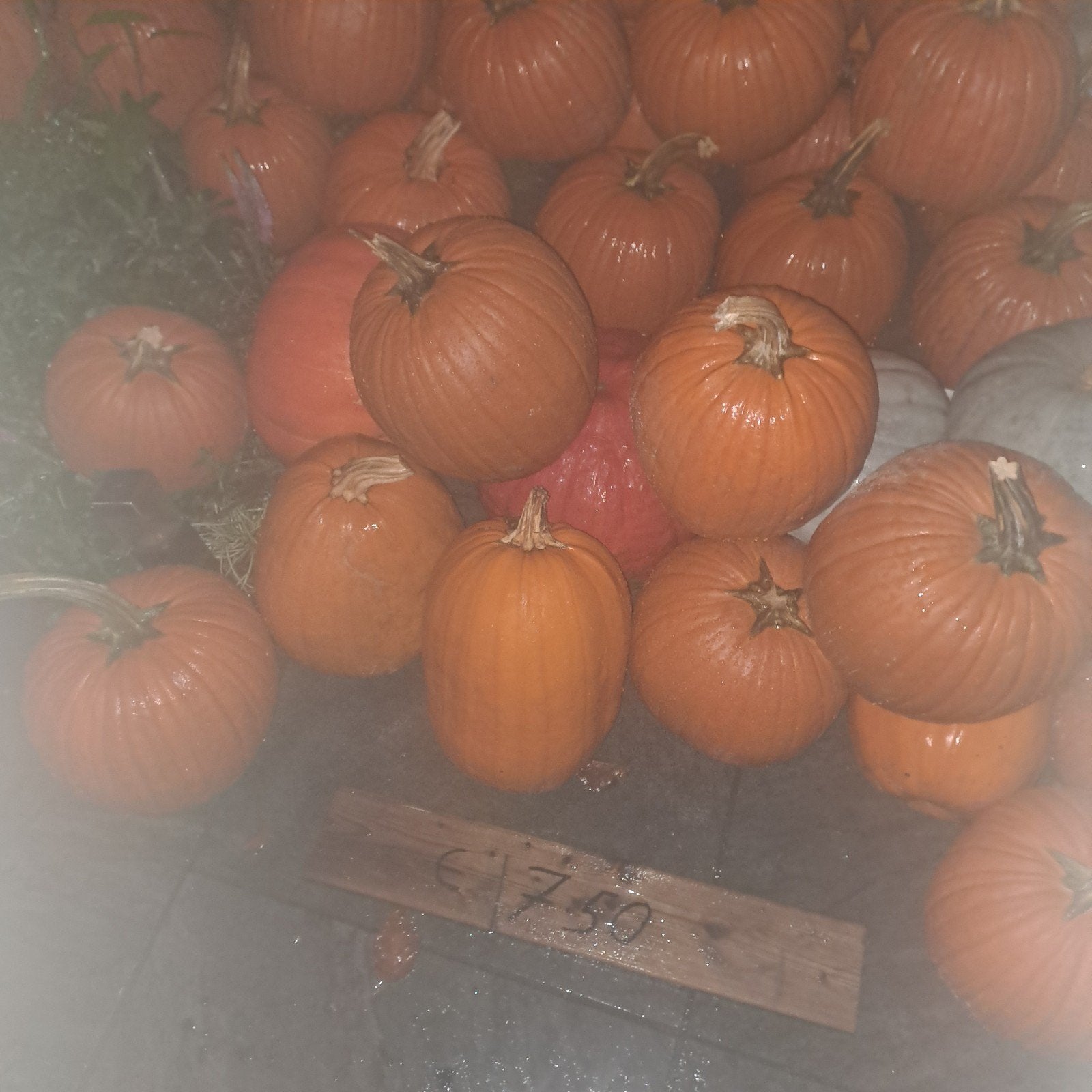 Halloween sier- en eetbare pompoenen en kalebassen, Bloeit niet, Overige soorten, Minder dan 100 cm, Ophalen