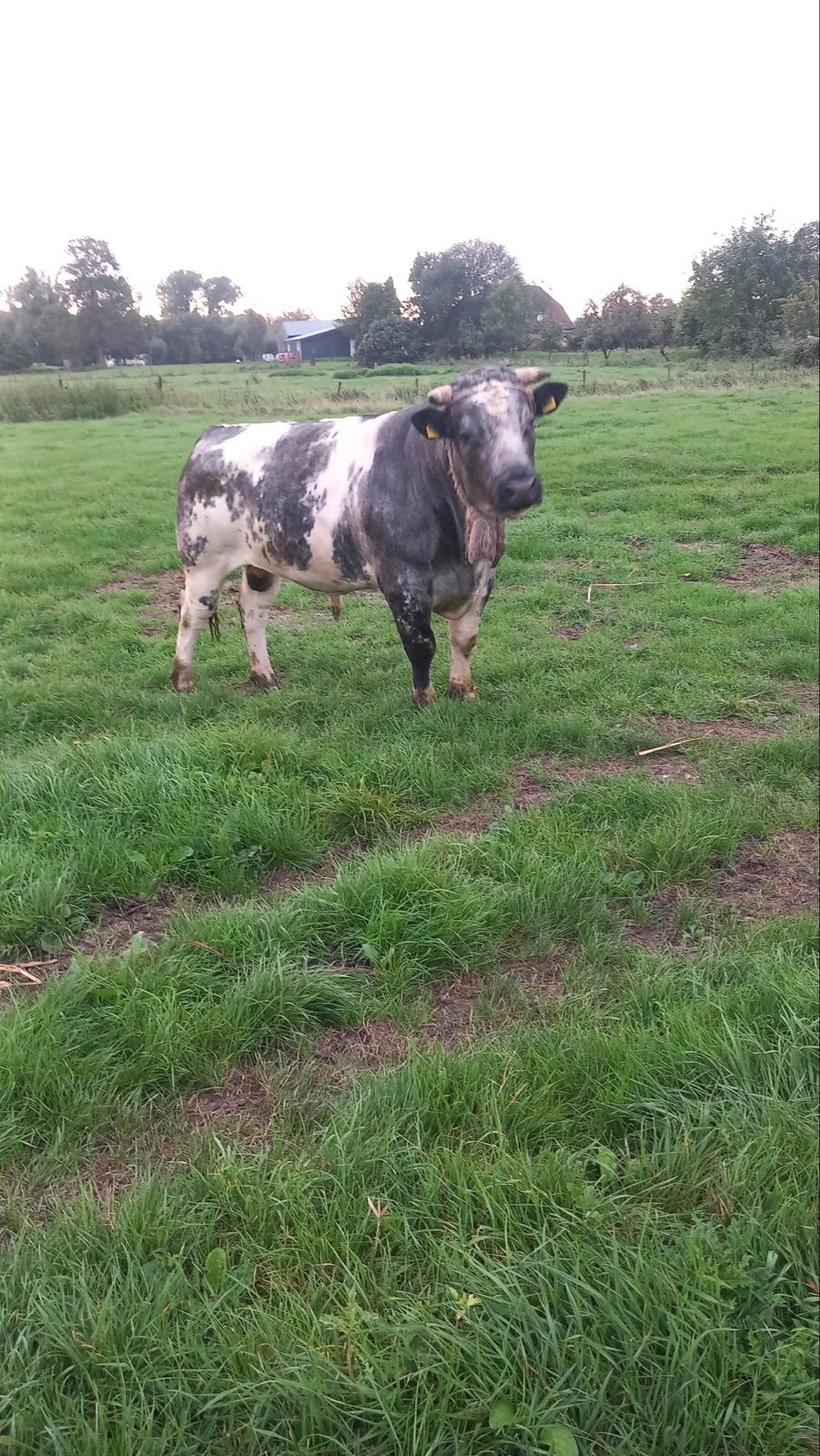25 maanden oude blauwe stier te koop, Dieren en Toebehoren, Mannelijk